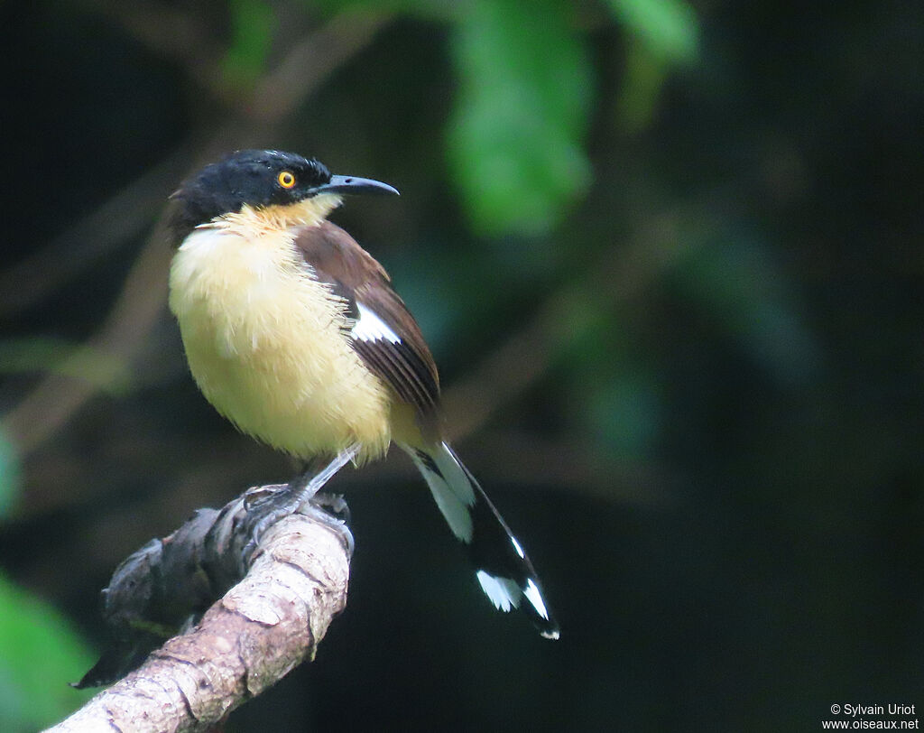 Black-capped Donacobiusadult
