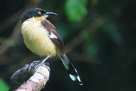 Black-capped Donacobius