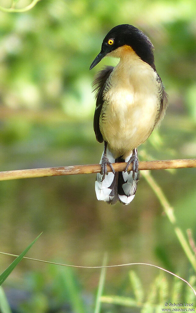 Black-capped Donacobiusadult