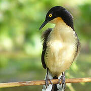 Black-capped Donacobius