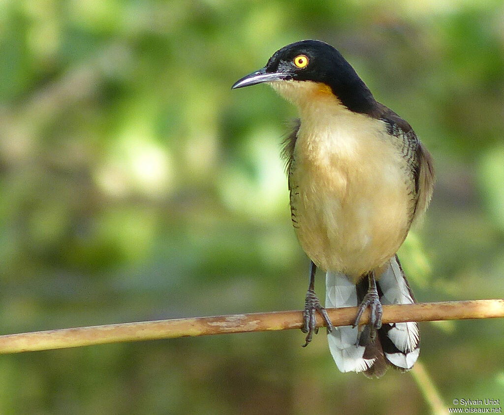 Black-capped Donacobiusadult