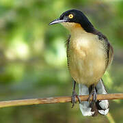 Black-capped Donacobius