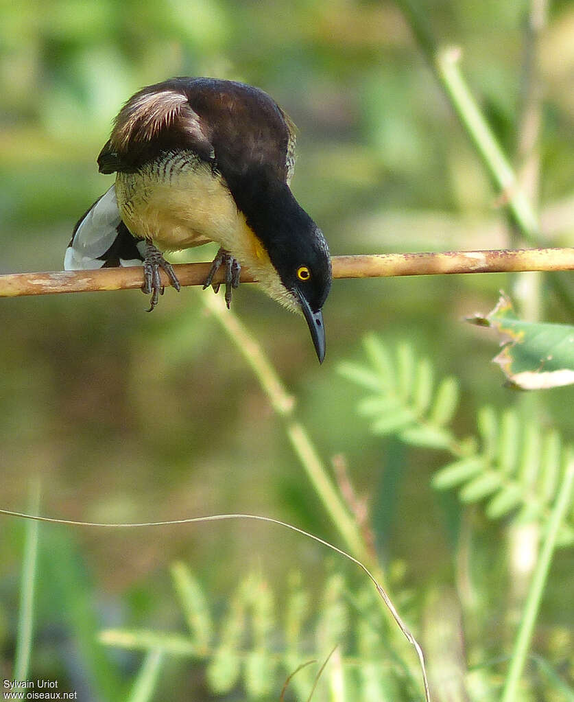 Black-capped Donacobiusadult, Behaviour