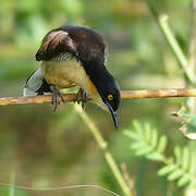 Black-capped Donacobius