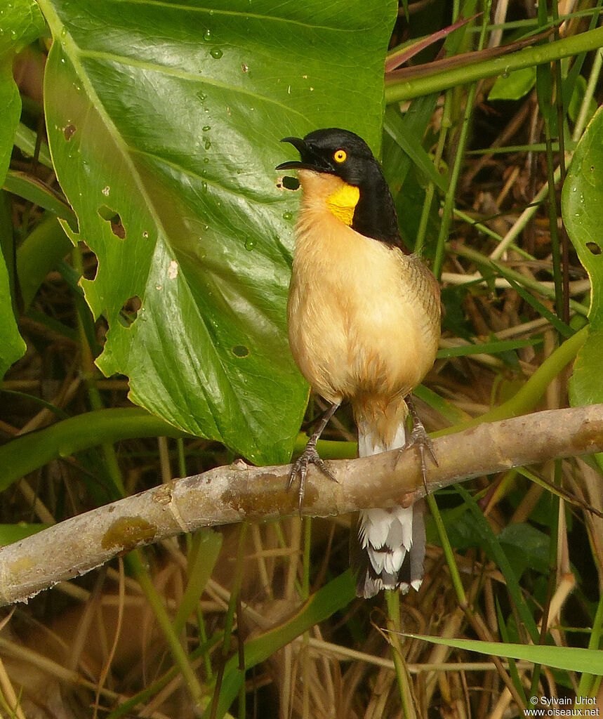 Black-capped Donacobiusadult