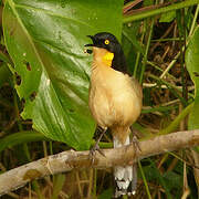 Black-capped Donacobius