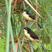 Black-capped Donacobius