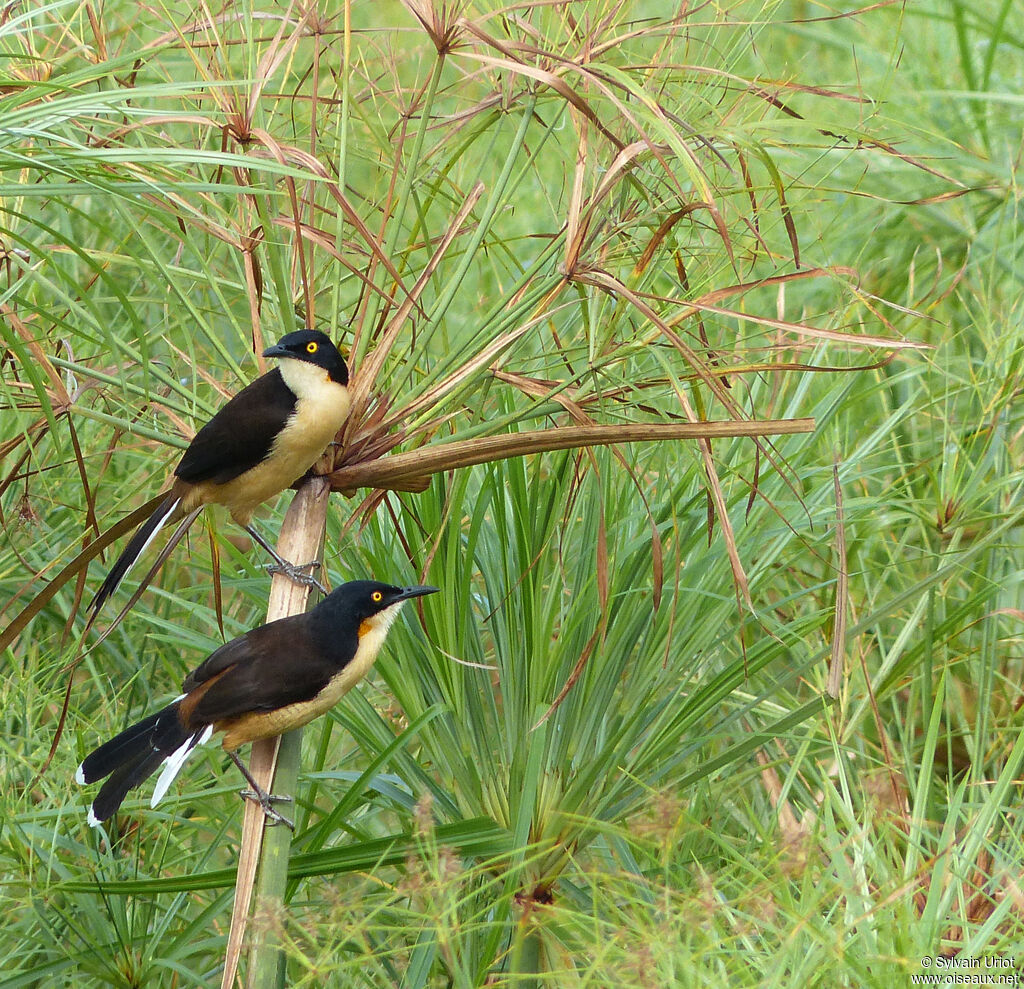 Black-capped Donacobiusadult