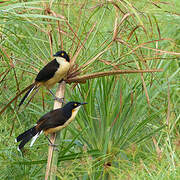 Black-capped Donacobius