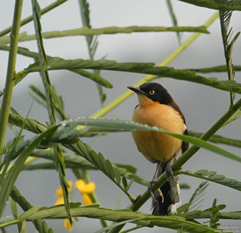 Black-capped Donacobiusadult