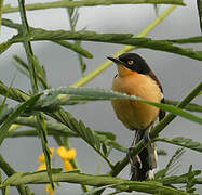 Black-capped Donacobius