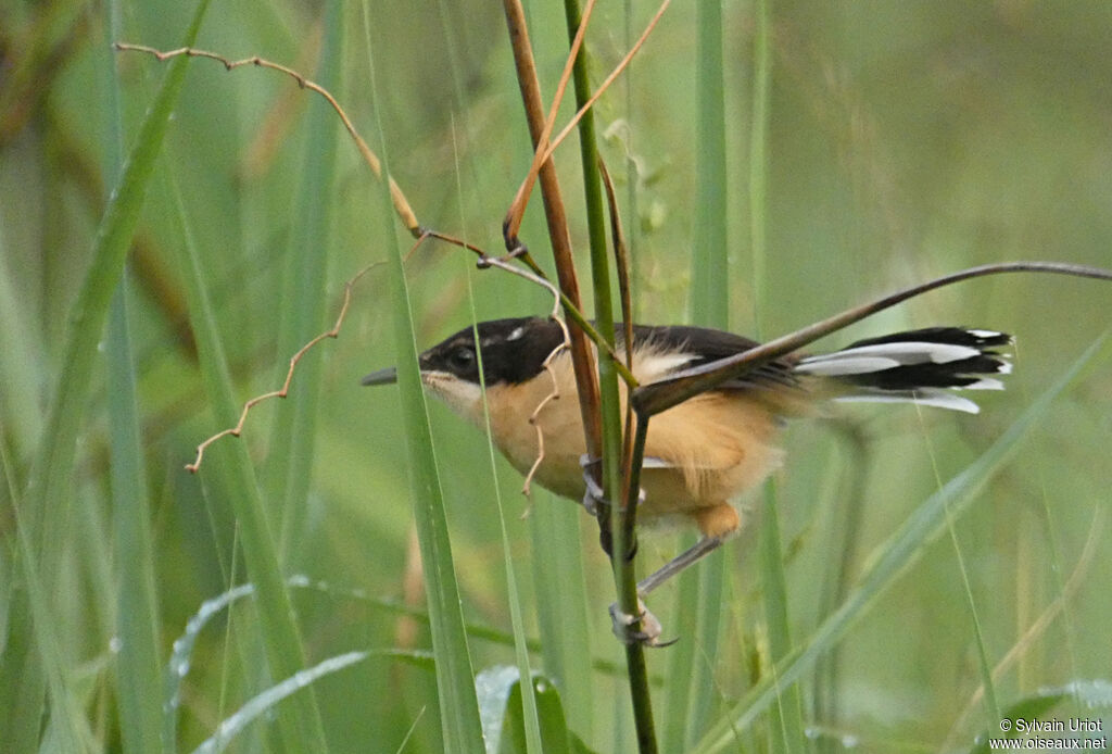 Black-capped Donacobiusjuvenile