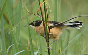 Black-capped Donacobius