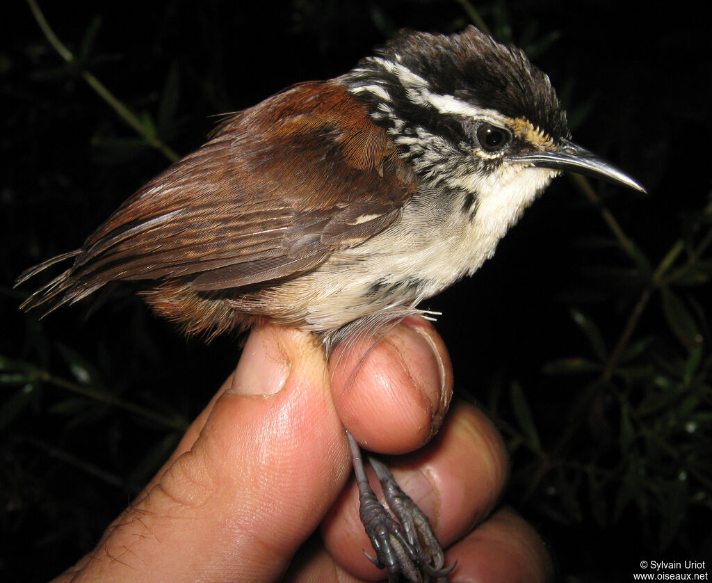 White-breasted Wood Wren