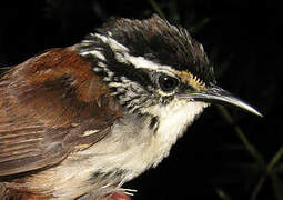 White-breasted Wood Wren