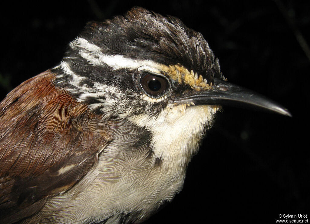 White-breasted Wood Wren