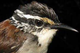 White-breasted Wood Wren