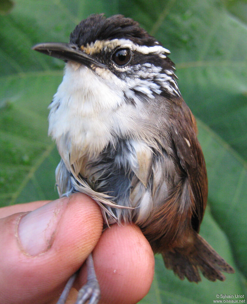 White-breasted Wood Wren