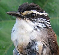 White-breasted Wood Wren