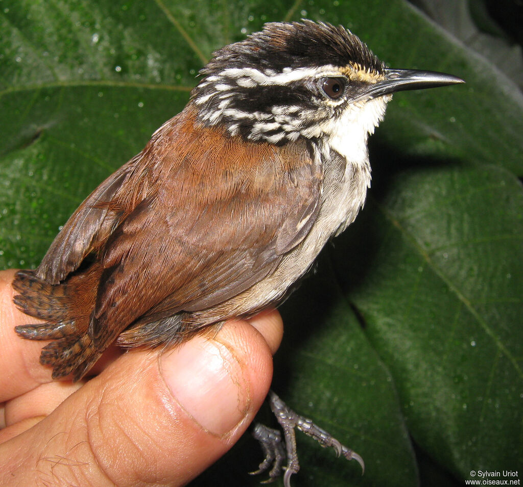 White-breasted Wood Wren