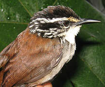 White-breasted Wood Wren