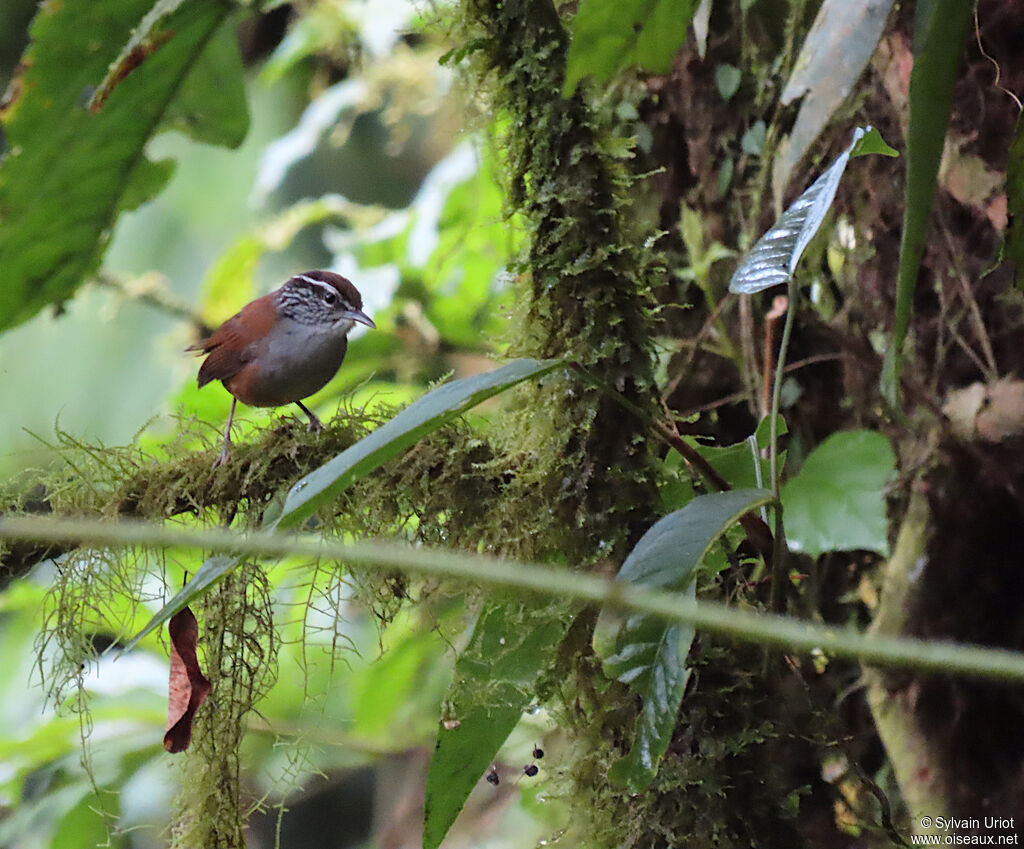 Grey-breasted Wood Wrenadult