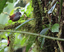 Grey-breasted Wood Wren