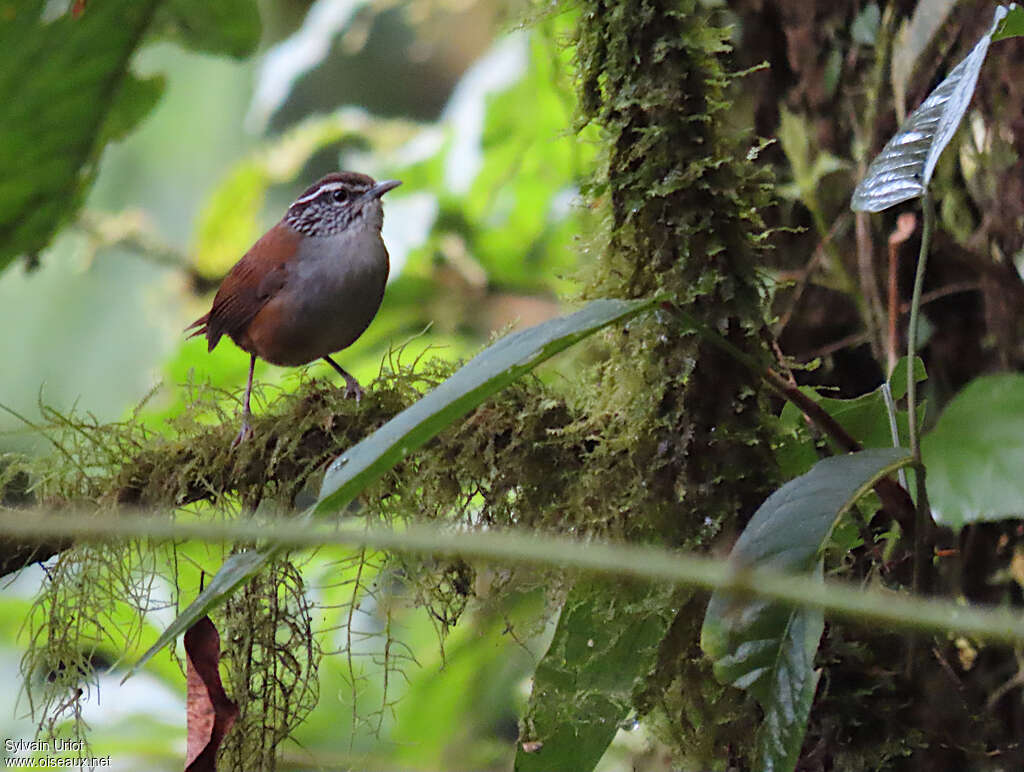 Grey-breasted Wood Wrenadult, habitat, pigmentation