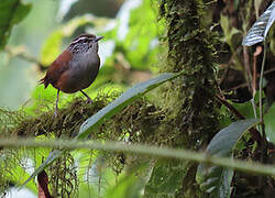 Grey-breasted Wood Wren