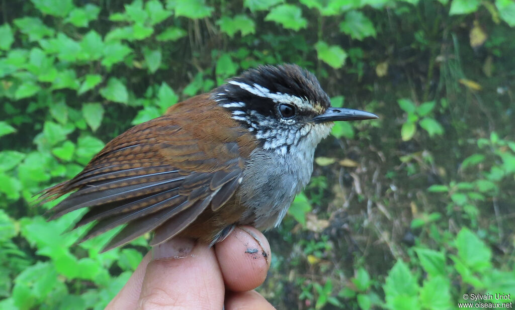 Grey-breasted Wood Wrenadult