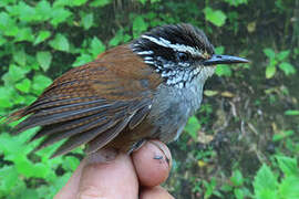 Grey-breasted Wood Wren