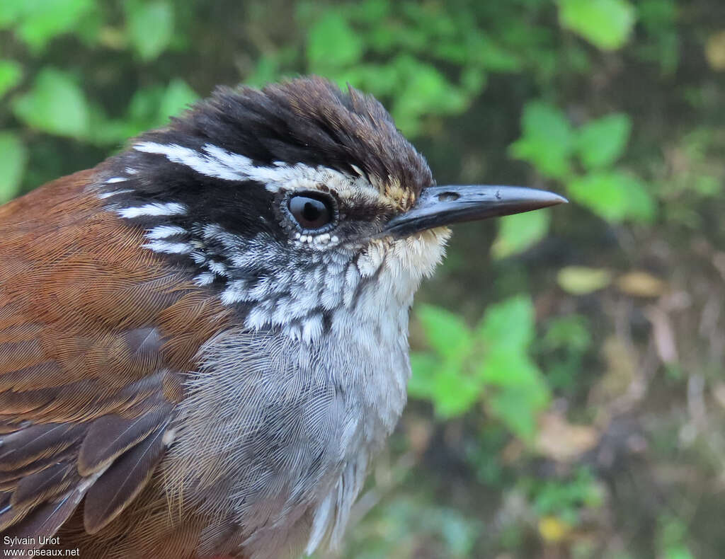 Grey-breasted Wood Wrenadult, close-up portrait