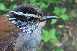 Grey-breasted Wood Wren