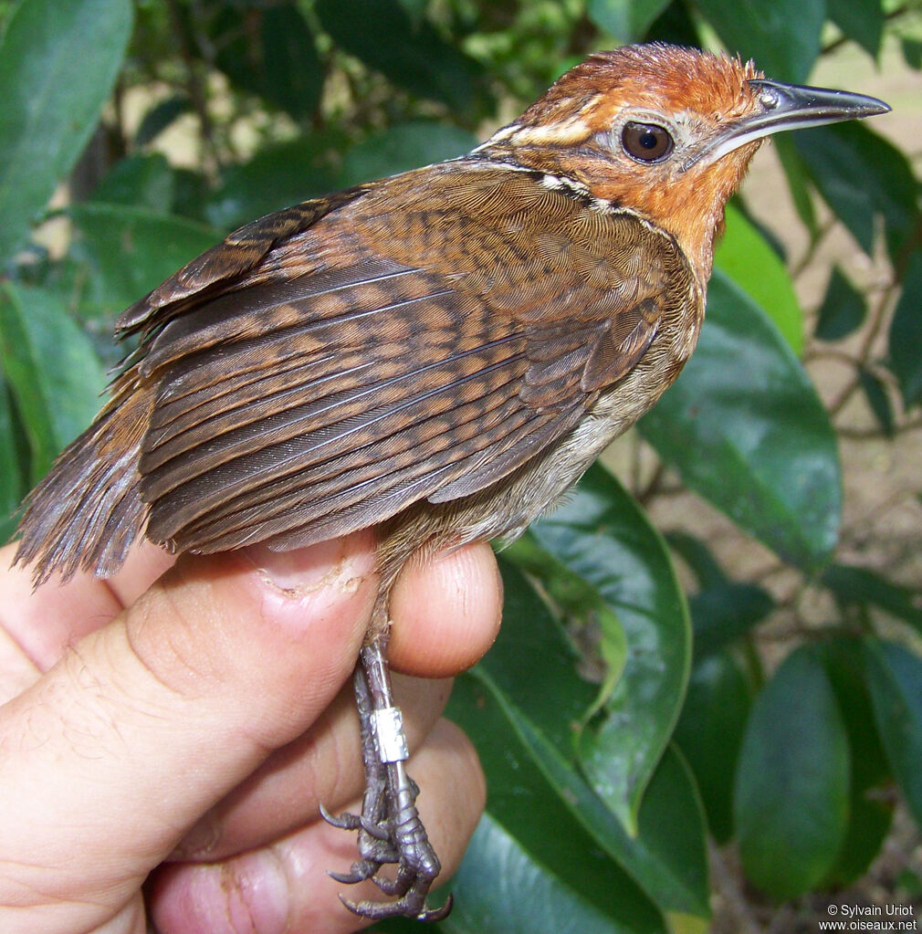 Musician Wren