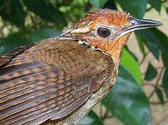 Musician Wren