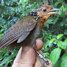 Troglodyte arada