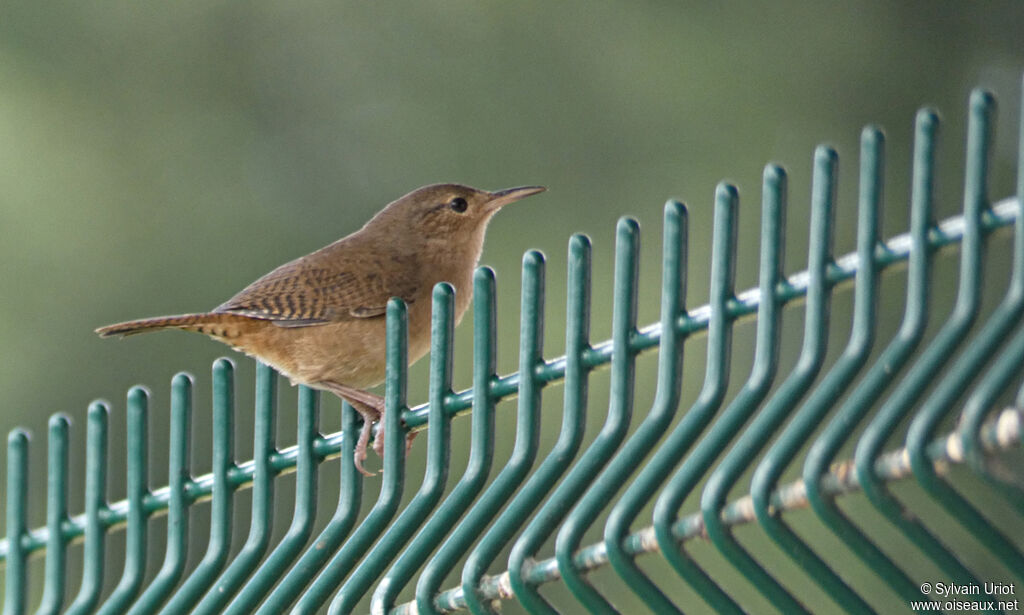 House Wren (musculus)