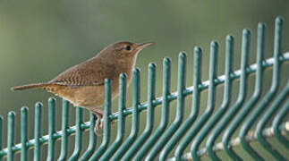 House Wren (musculus)