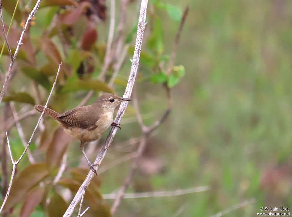 House Wren (musculus)adult