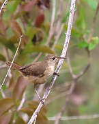 House Wren (musculus)