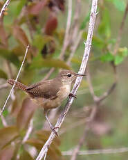 Troglodyte austral