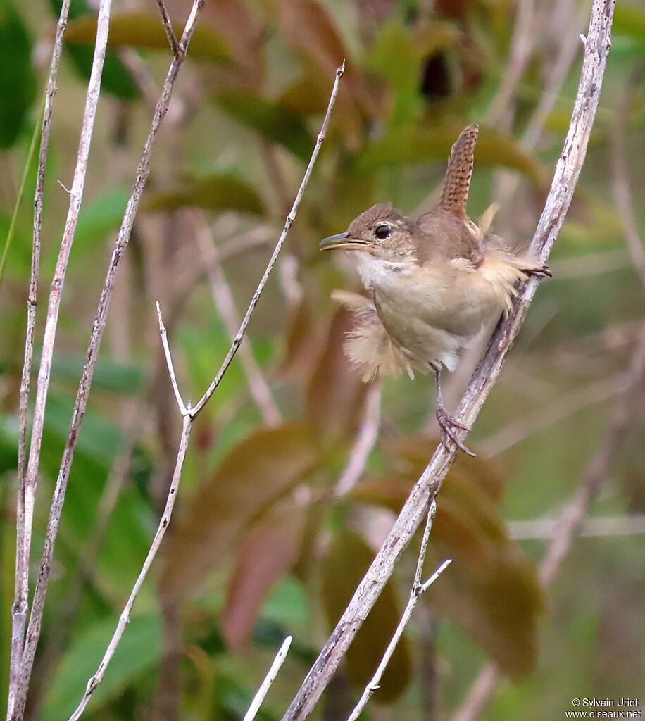 House Wren (musculus)adult