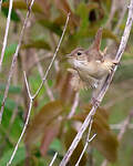 Troglodyte austral