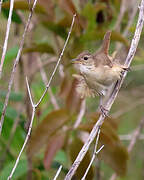 House Wren (musculus)