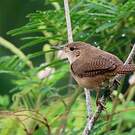 Troglodyte austral