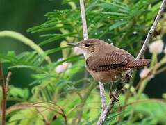 House Wren (musculus)