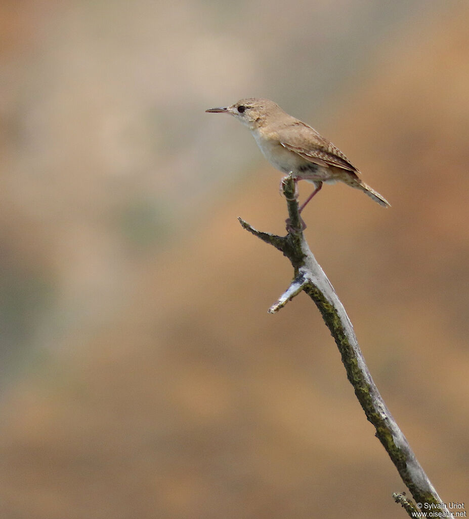 House Wren (musculus)adult