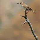 Troglodyte austral