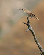 House Wren (musculus)