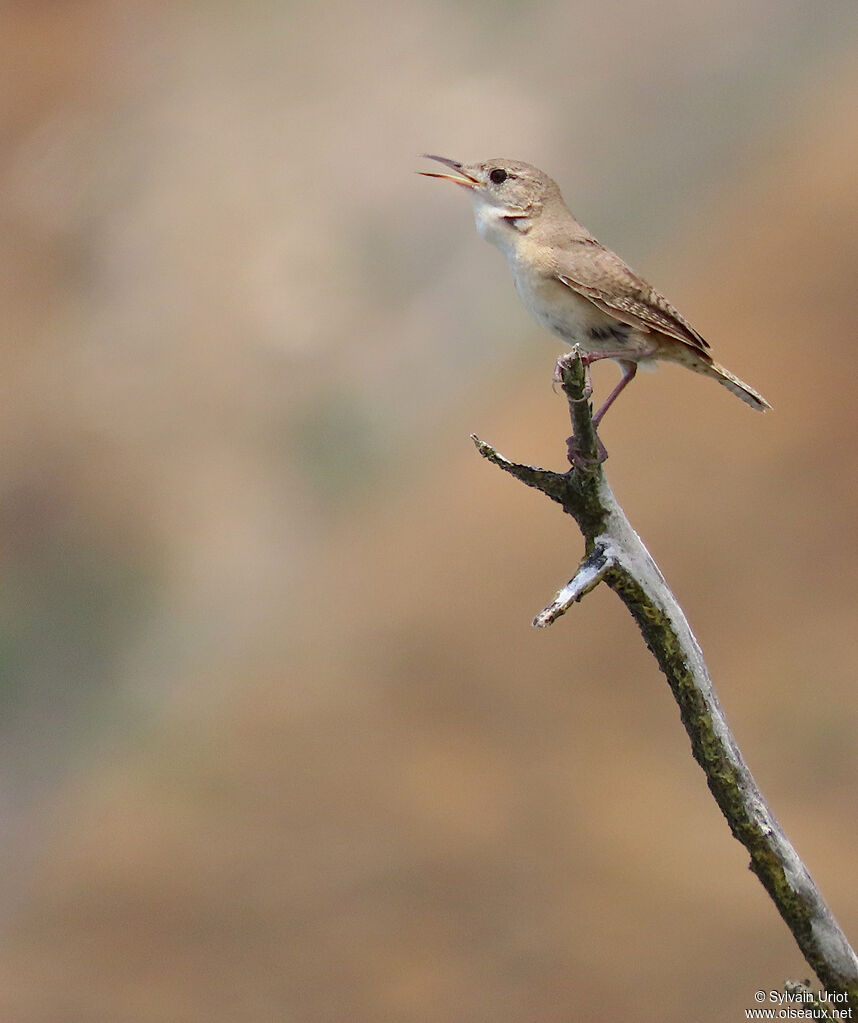 House Wren (musculus)adult